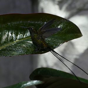 Green-tailed Trainbearer