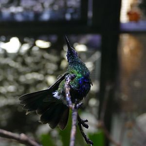 Sparkling violetear with dew drops