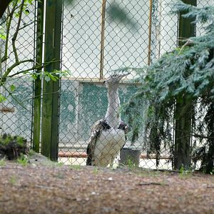Kori Bustard