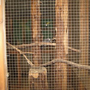 Blåvand Zoo - Monkey house - Grey parrot aviary