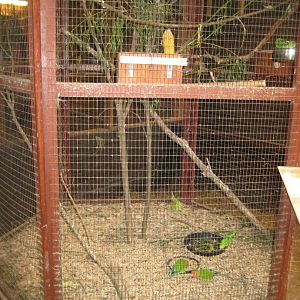 Blåvand Zoo - Monkey house - Mixed aviary