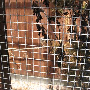 Blåvand Zoo - Burrowing owl aviary
