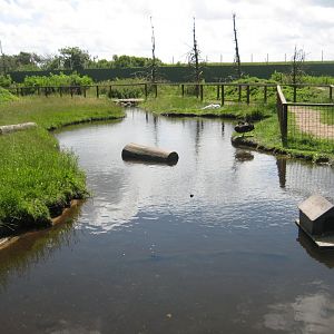 Blåvand Zoo - Swan exhibit