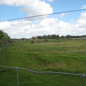 Blåvand Zoo - Hoofstock walkthrough