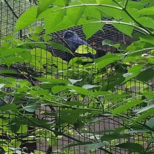 Madagascar Aviary ID