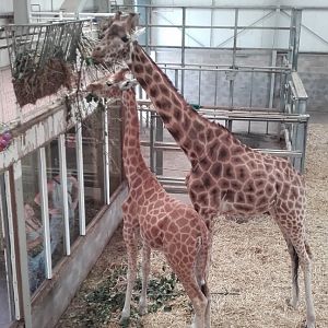 Feeding Giraffes at Blackpool