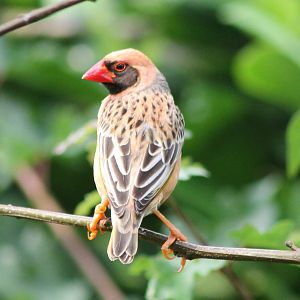 Red-billed quelea