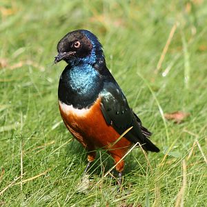 Superb starling
