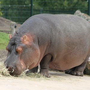 Hippo