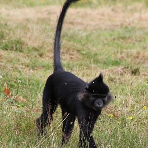 Black mangabey