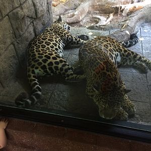 Jaguar mother and daughter