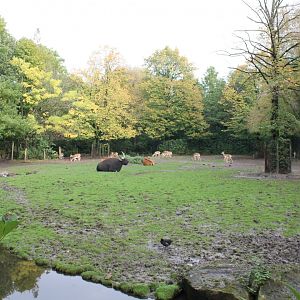 Banteng - Blackbuck-enclosure