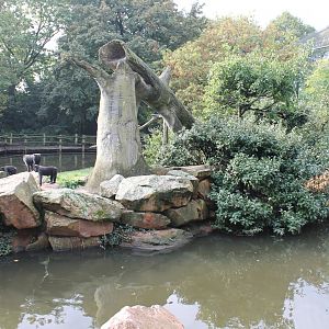 Enclosure Crested black macaque