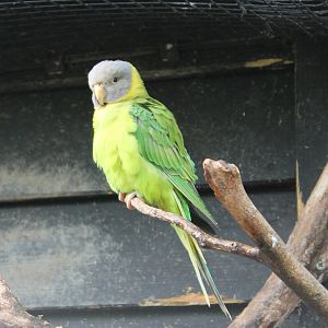 Plum-headed parakeet