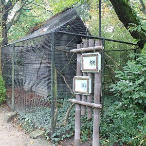 Junglefowl - Parakeet-enclosure