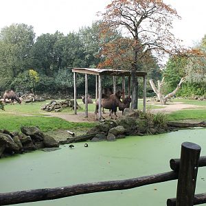 Bactrian camel-enclosure
