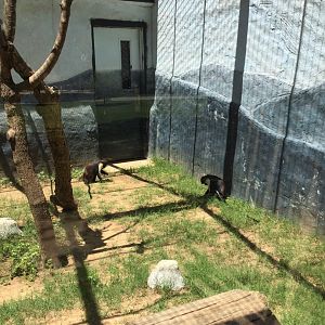 Diana guenons in outdoor exhibit