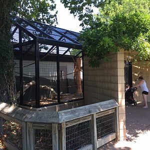 Diana guenon outdoor exhibit on side of the Conservation Center