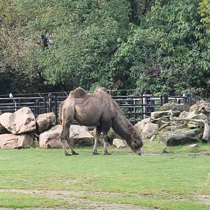 Bactrian camel