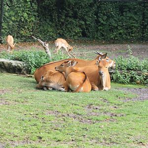Bantengs and Blackbucks