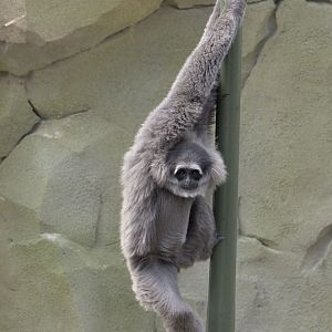 Moloch gibbon on sway pole