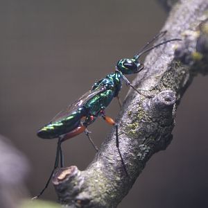 Emerald cockroach wasp