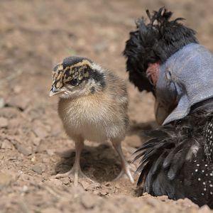 Kenya crested guineafowl chick