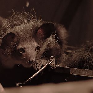 Aye-aye 'Mamy'