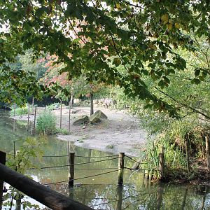 Rhino and Warty hog-enclosure