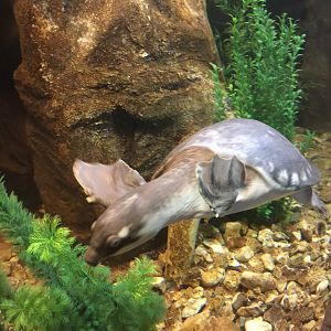 Fly River turtle in Conservation Center