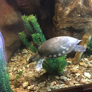 Fly River turtle in Conservation Center