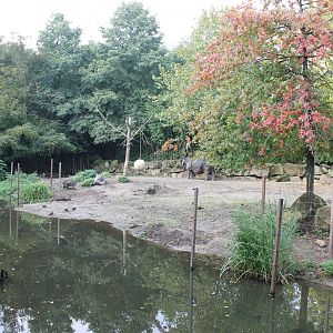 Indian rhino - Visayan warty hog-enclosure