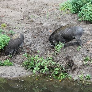 Visayan warty hogs