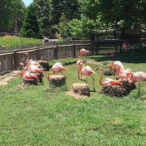 Flamingo flock outside Conservation Center