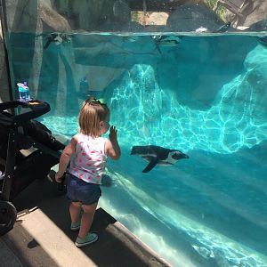 African black-footed penguin exhibit