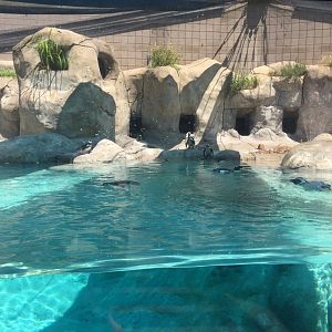 African black-footed penguin exhibit