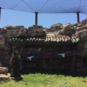 Lost Kingdom - Snow leopard habitat