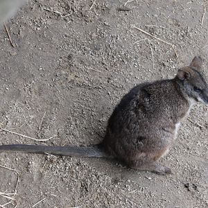 Parma wallaby