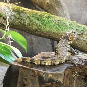 Crocodile-tailed lizard
