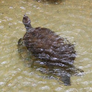 Southern New Guinea snapping turtle - Branderhorst turtle