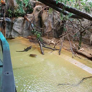 Caiman - Turtle - Iguana enclosure
