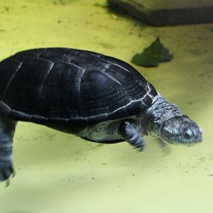 African mud turtle - Pelusios species