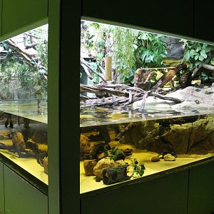 Agamid - Mud turtle enclosure