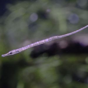 Freshwater pipefish fry