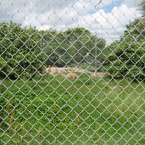 Blåvand Zoo - Fox exhibit