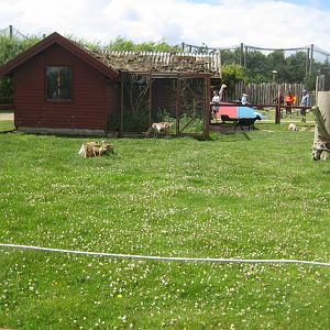 Blåvand Zoo - Goat exhibit