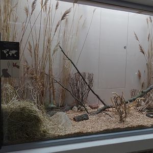 New Barbary striped grass mouse enclosure