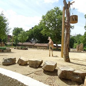 New Giraffe/Mountain zebra enclosure