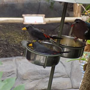 Scissor-Billed Starlings & Emerald Dove