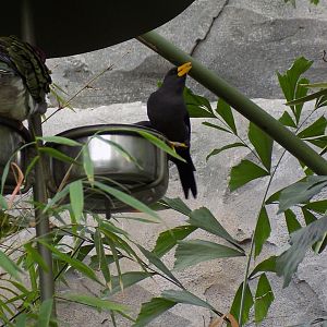 Scissor-Billed Starling